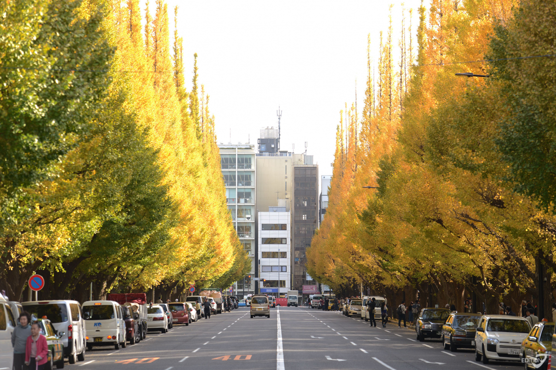 THE JINGU GAIEN GINKGO AVENUE