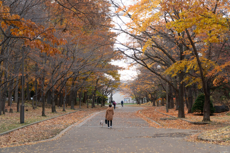 호수와 어우러진 단풍나무가 아름다운 홋카이도 삿포로 나카지마 공원