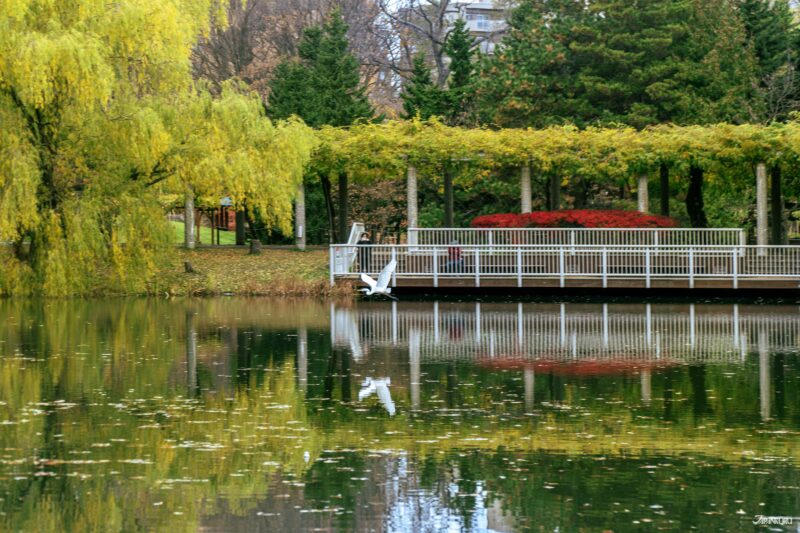 가을 단풍 시즌에 물든 홋카이도 삿포로 나카지마 공원의 풍경