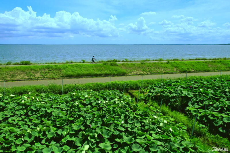 이바라키 츠치우라 자전거 여행 – 링링 로드 코스 전경