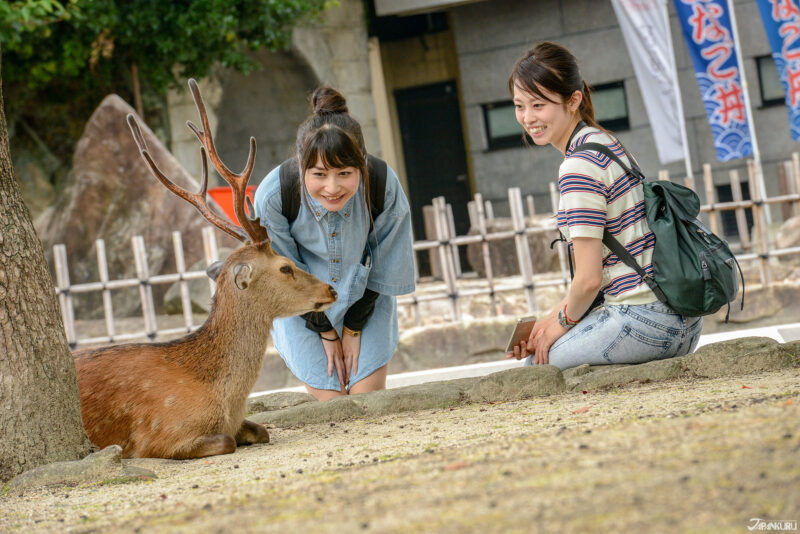 단풍과 사슴이 있는 힐링 명소, 미야지마 섬