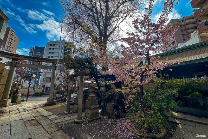 The best local cherry blossom spots in Tokyo: Ono-Terusaki Shrine