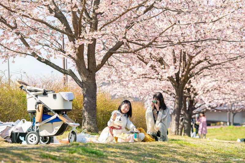 The best local cherry blossom spots in Tokyo: Shioiri Park