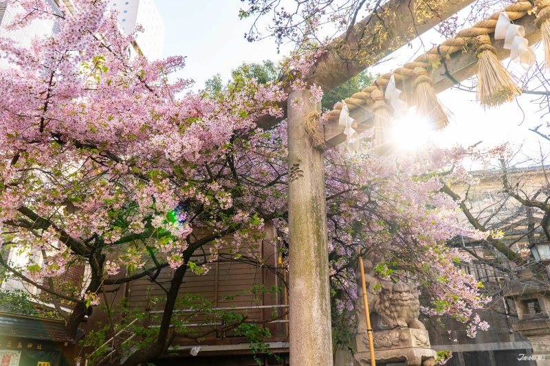 hidden cherry blossoms in Ueno: Motomishima Shrine