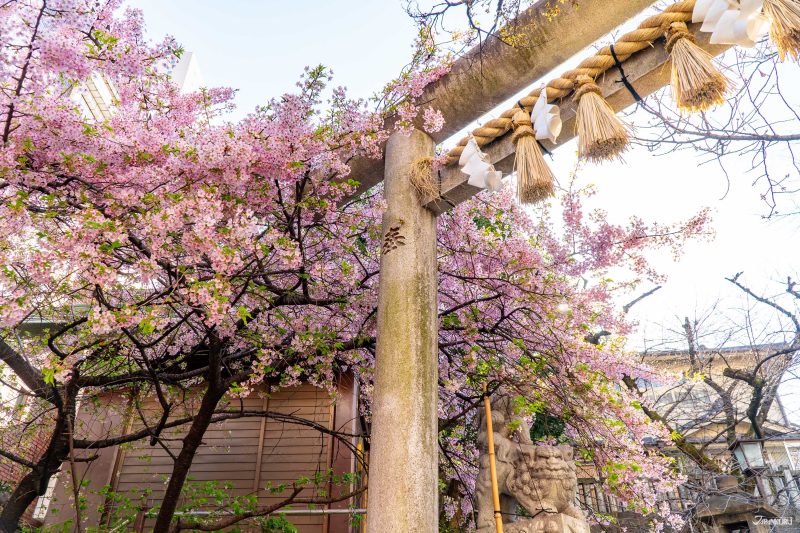 The best local cherry blossom spots in Tokyo: Motomishima Shrine