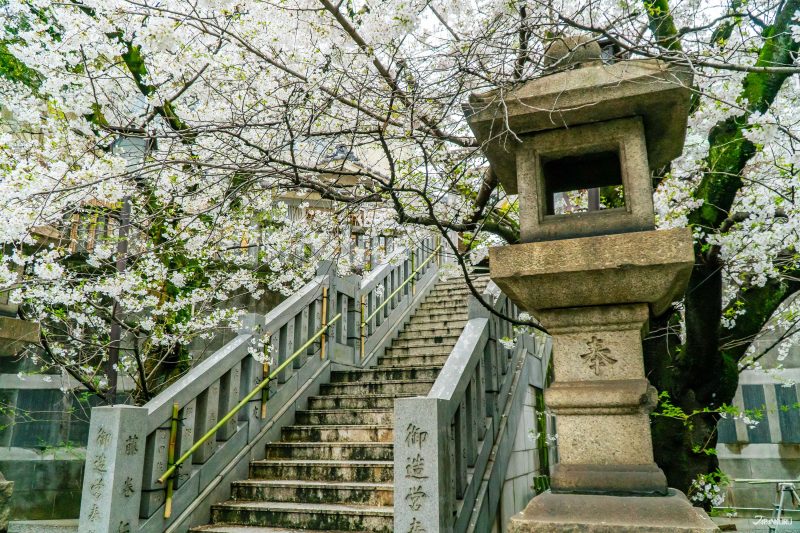 hidden cherry blossoms in Ueno: Motomishima Shrine