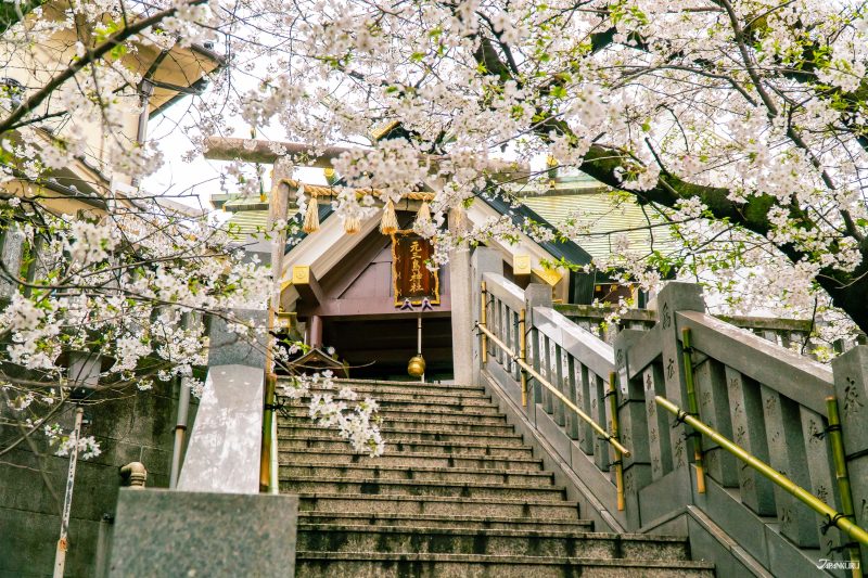 hidden cherry blossoms in Ueno: Motomishima Shrine