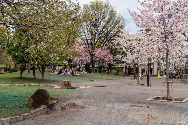 hidden cherry blossoms in Ueno: Nippori South Park