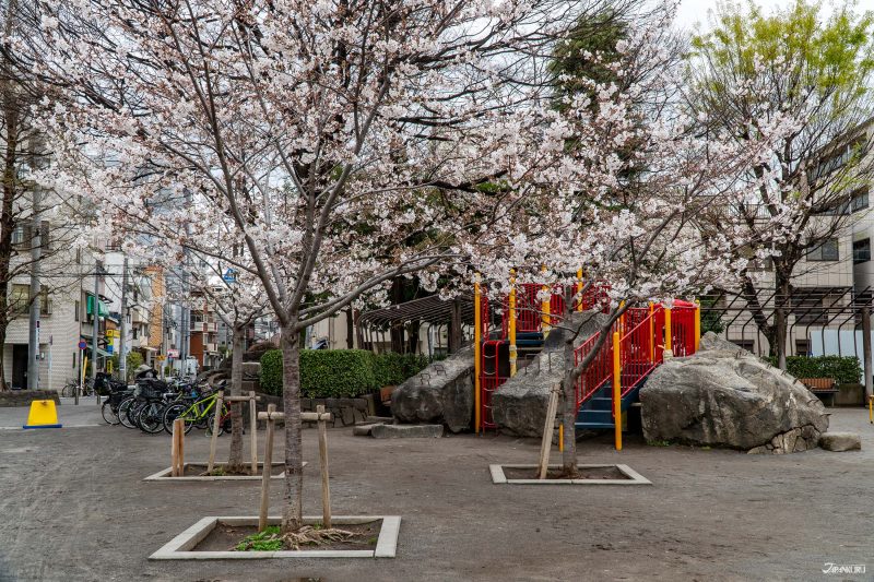 hidden cherry blossoms in Ueno: Nippori South Park