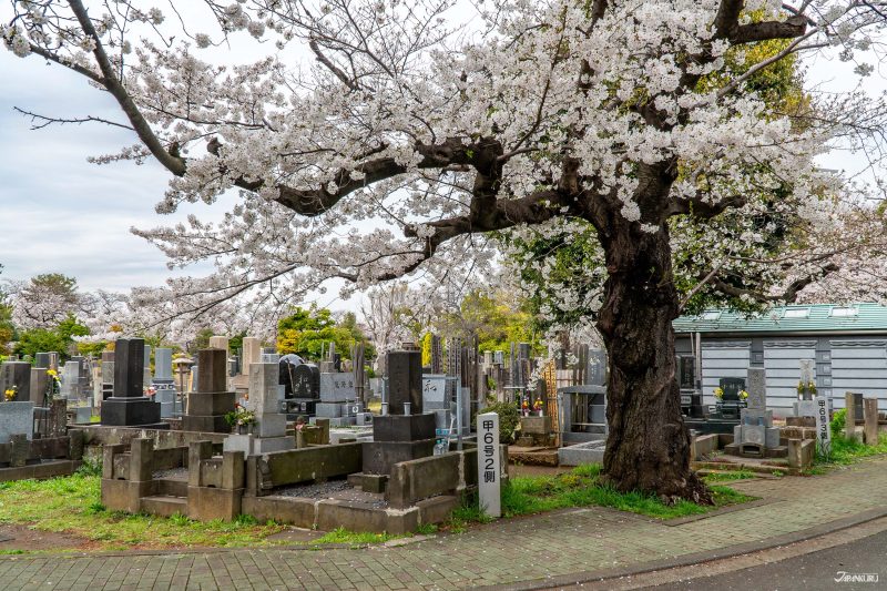 hidden cherry blossoms in Ueno: Yanaka Cemetery