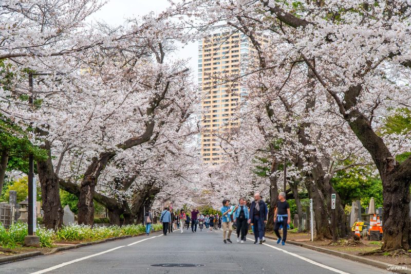 hidden cherry blossoms in Ueno: Yanaka Cemetery