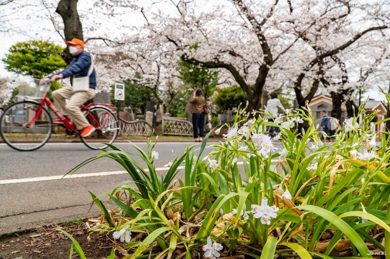 hidden cherry blossoms in Ueno: Yanaka Cemetery