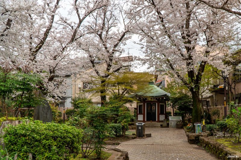 hidden cherry blossoms in Ueno: Okakura Tenshin Memorial Park
