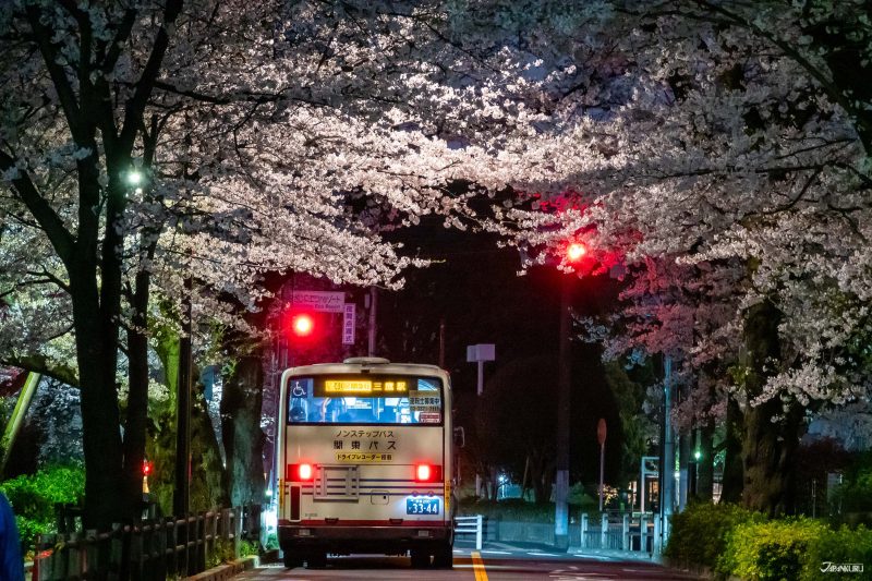 The best local cherry blossom spots in Tokyo: Musashino City Hall