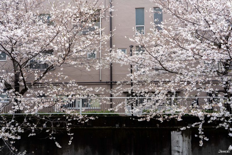 The best local cherry blossom spots in Tokyo: Omokage Bridge