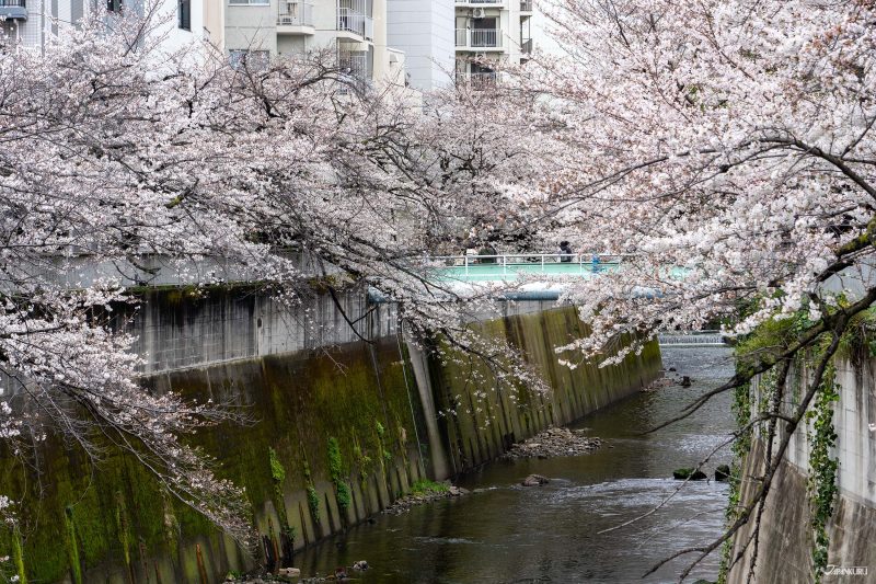 The best local cherry blossom spots in Tokyo: Omokage Bridge