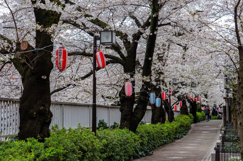 The best local cherry blossom spots in Tokyo: Omokage Bridge