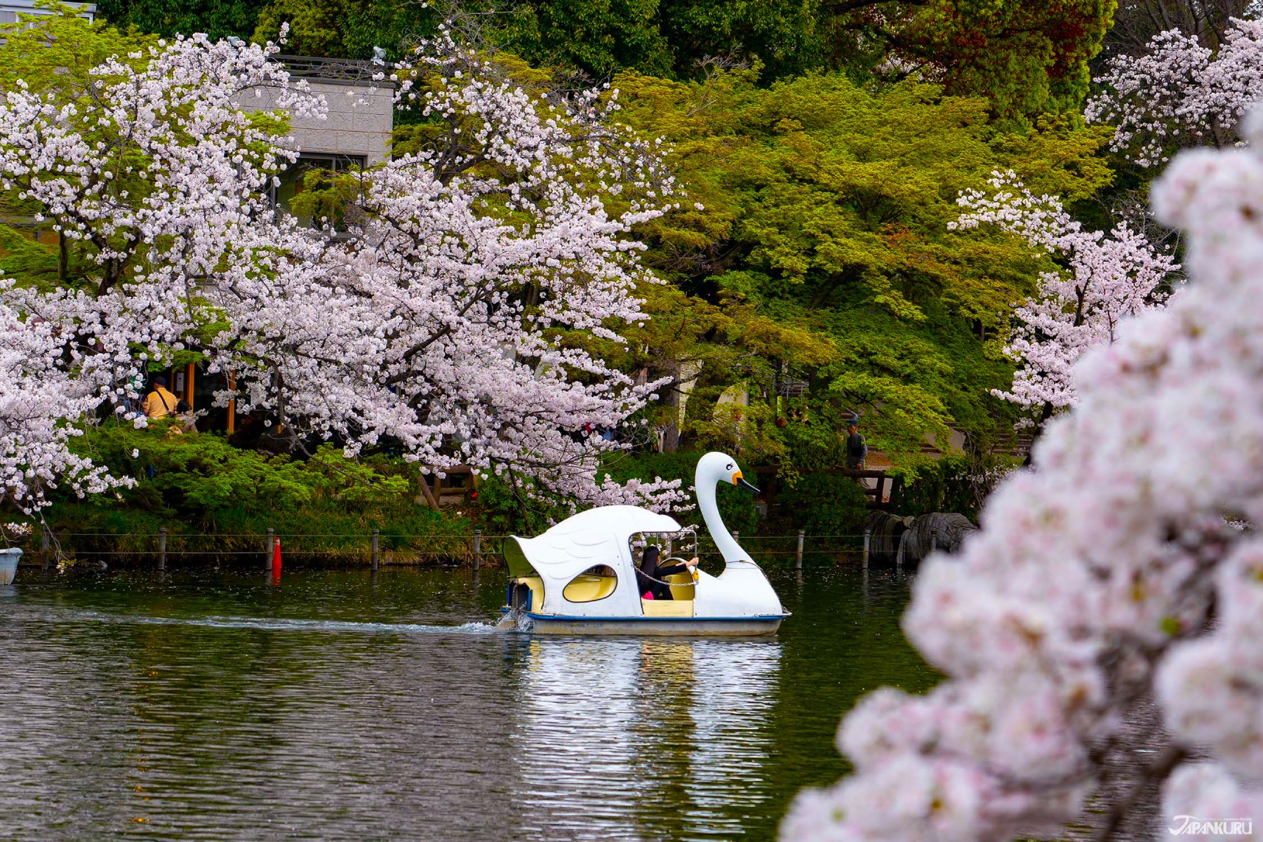 10 of Tokyo's Best Hidden Cherry Blossom Spots: Local Tokyo Cherry
