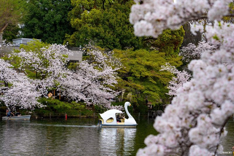 The best local cherry blossom spots in Tokyo: Inokashira Park