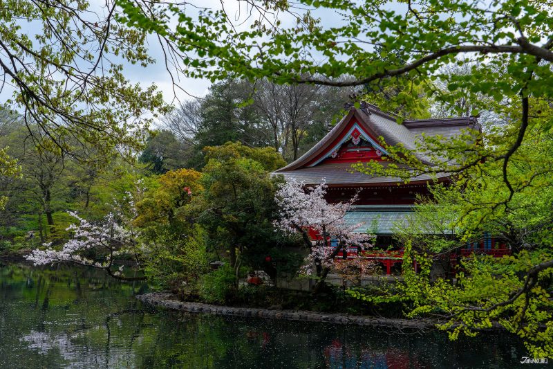 The best local cherry blossom spots in Tokyo: Inokashira Park