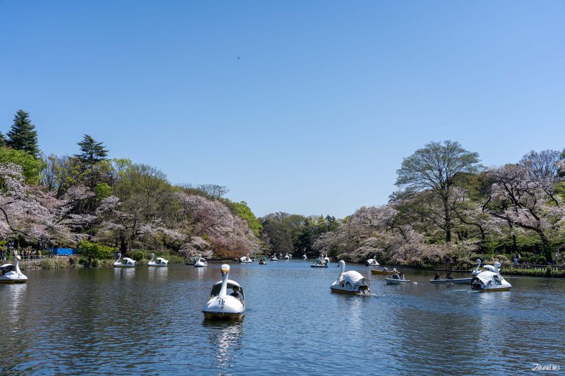 The best local cherry blossom spots in Tokyo: Inokashira Park