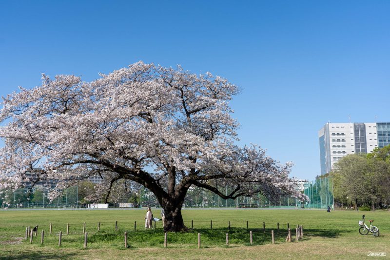 The best local cherry blossom spots in Tokyo: Musashino Central Park