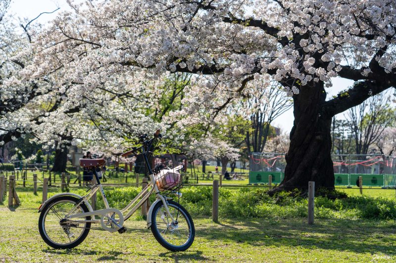 The best local cherry blossom spots in Tokyo: Musashino Central Park