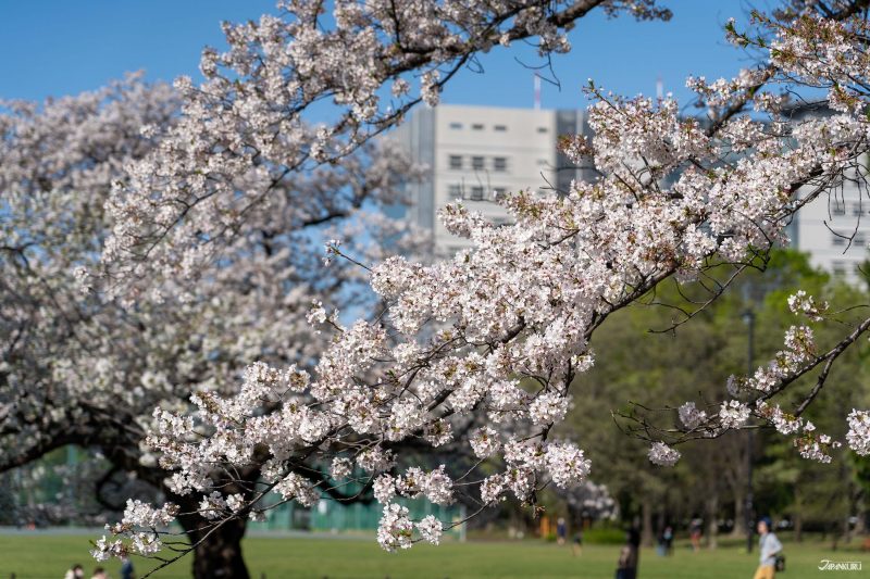The best local cherry blossom spots in Tokyo: Musashino Central Park