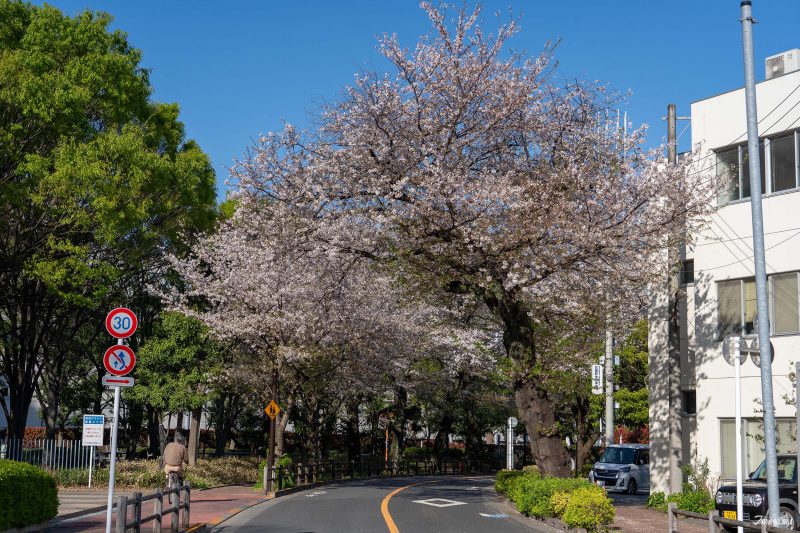 The best local cherry blossom spots in Tokyo: Musashino City Hall
