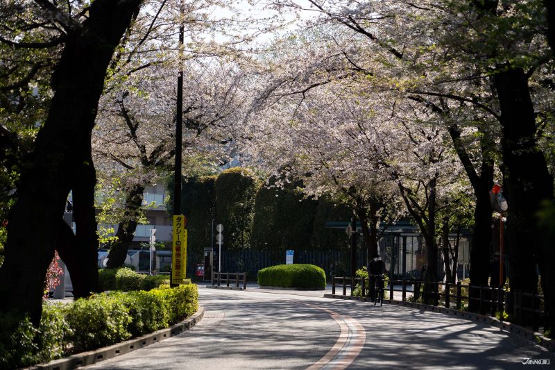 The best local cherry blossom spots in Tokyo: Musashino City Hall