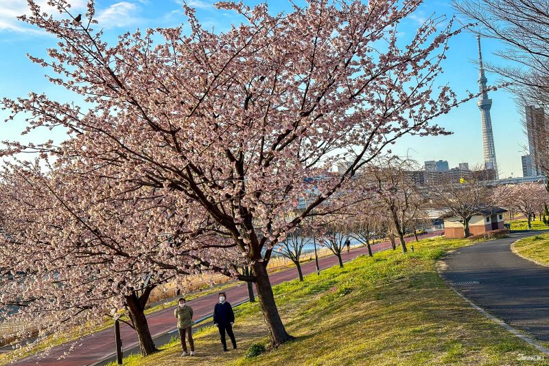 The best local cherry blossom spots in Tokyo: Shioiri Park