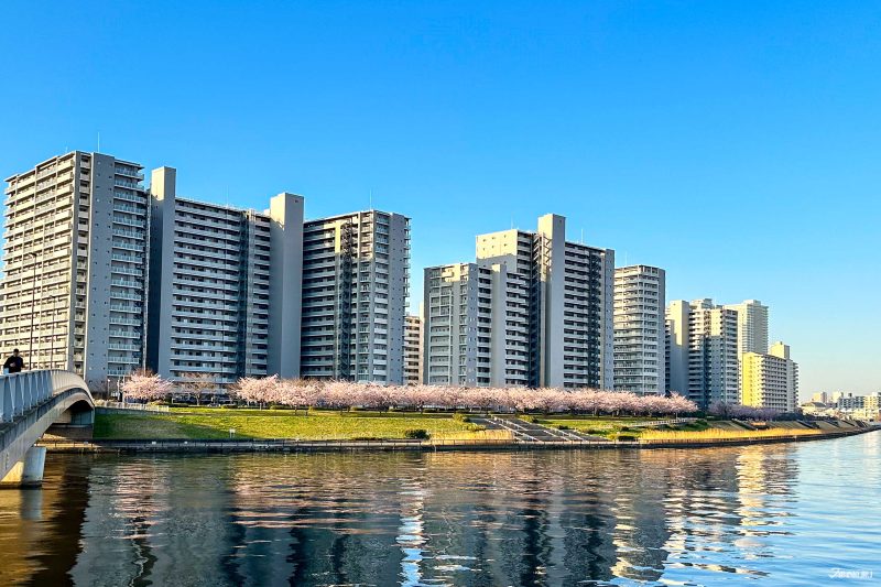 The best local cherry blossom spots in Tokyo: Shioiri Park