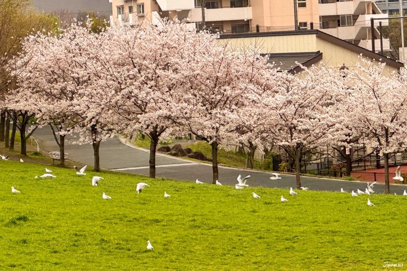 The best local cherry blossom spots in Tokyo: Shioiri Park