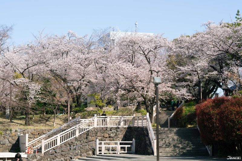 The best local cherry blossom spots in Tokyo: Asukayama Park