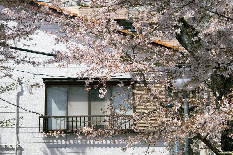 The best local cherry blossom spots in Tokyo: Homyoji Temple
