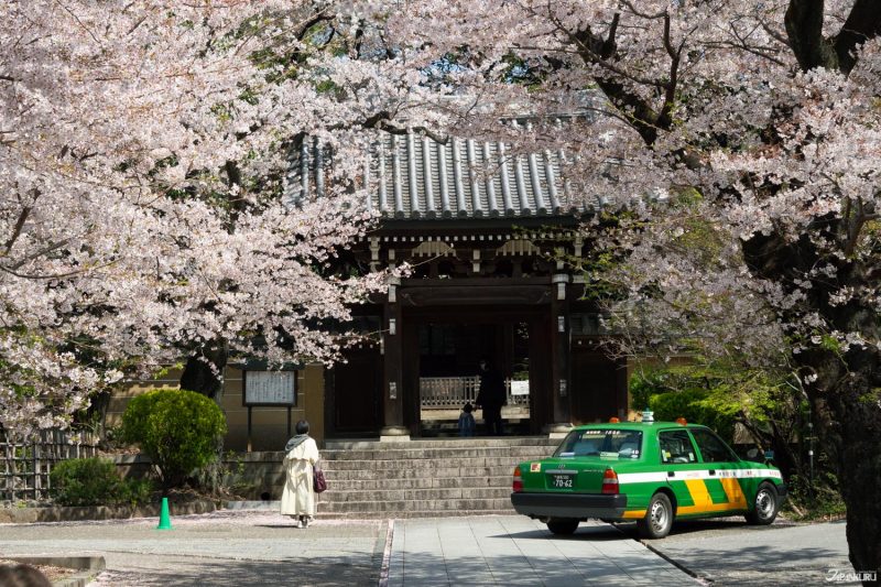 The best local cherry blossom spots in Tokyo: Homyoji Temple