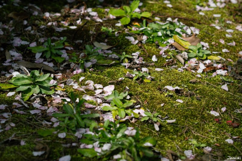 The best local cherry blossom spots in Tokyo: Homyoji Temple