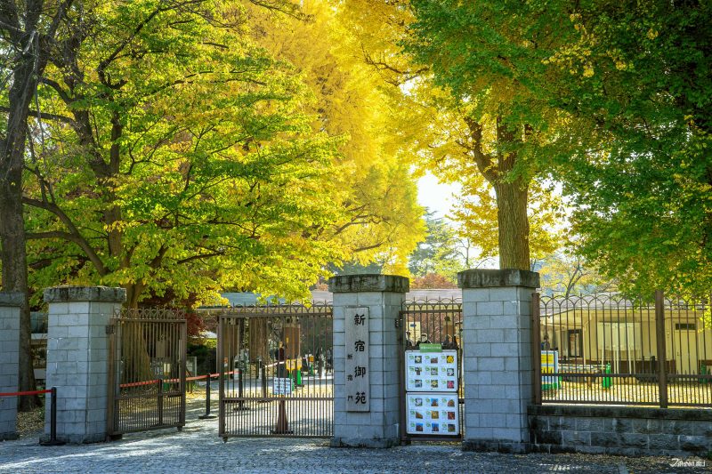 2026東京楓葉銀杏景點推薦 新宿御苑