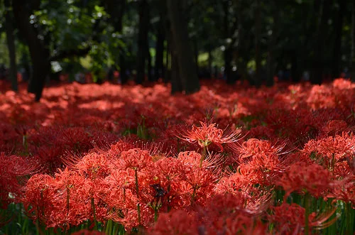 จุดชมฮิกันบานะ