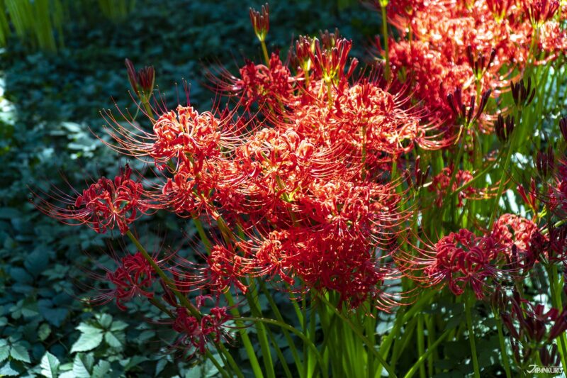 เรื่องเล่าของฮิกันบานะ