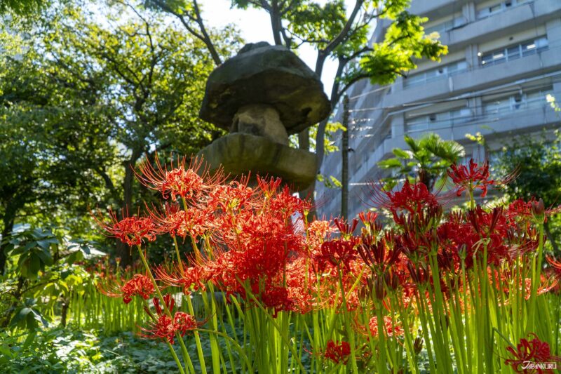 ฮิกันบานะสีแดง