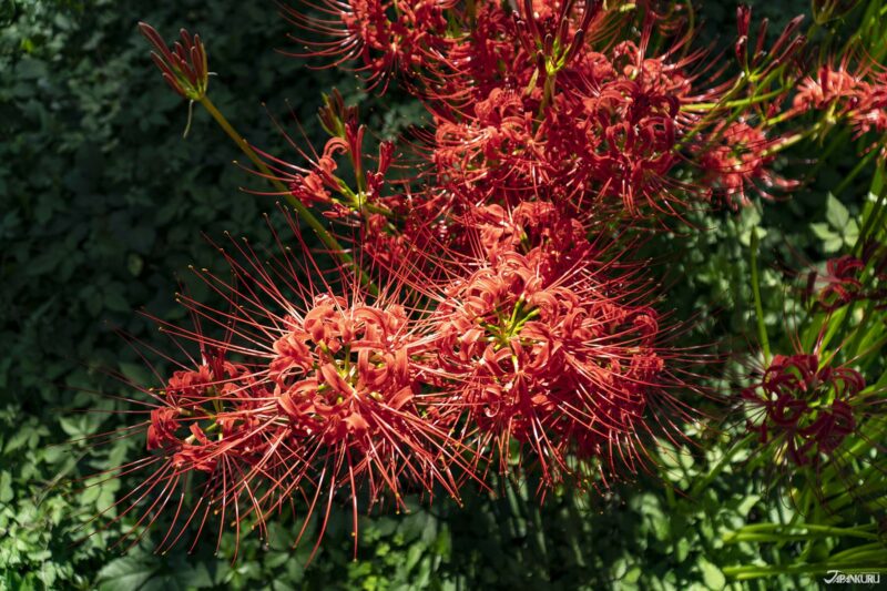 Spider Lilies at Yokoamicho Park, in Tokyo's Sumida Ward
