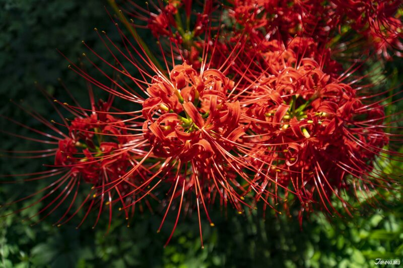 Spider Lilies at Yokoamicho Park, in Tokyo's Sumida Ward