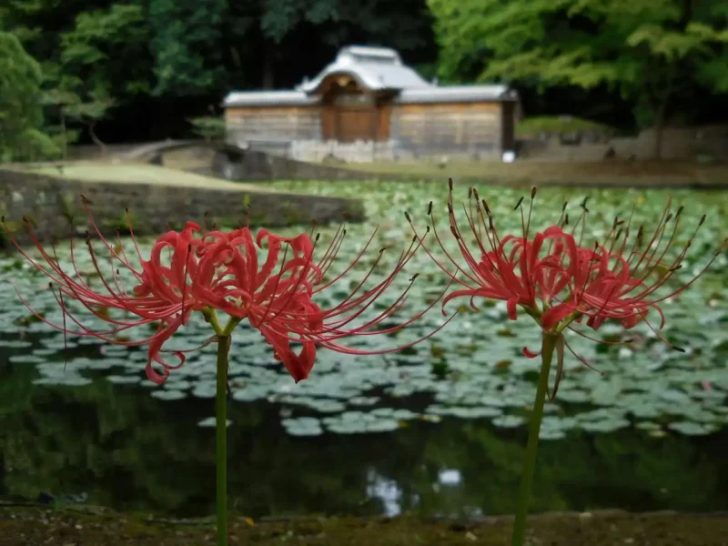 จุดชมฮิกันบานะ