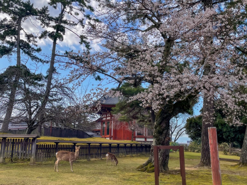 Nara Park