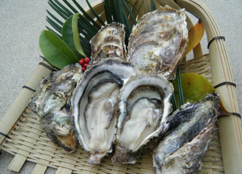Hiroshima Oysters