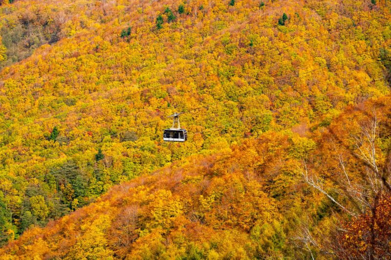 藏王纜車賞楓
