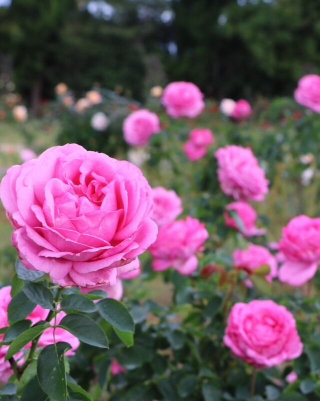 우미나카 하나마츠리 2025의 다채로운 가을꽃 풍경