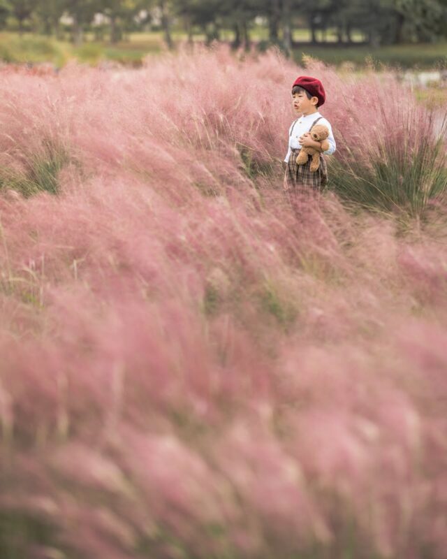 핑크빛으로 물든 핑크뮬리(뮤렌버기아) 가을 정원