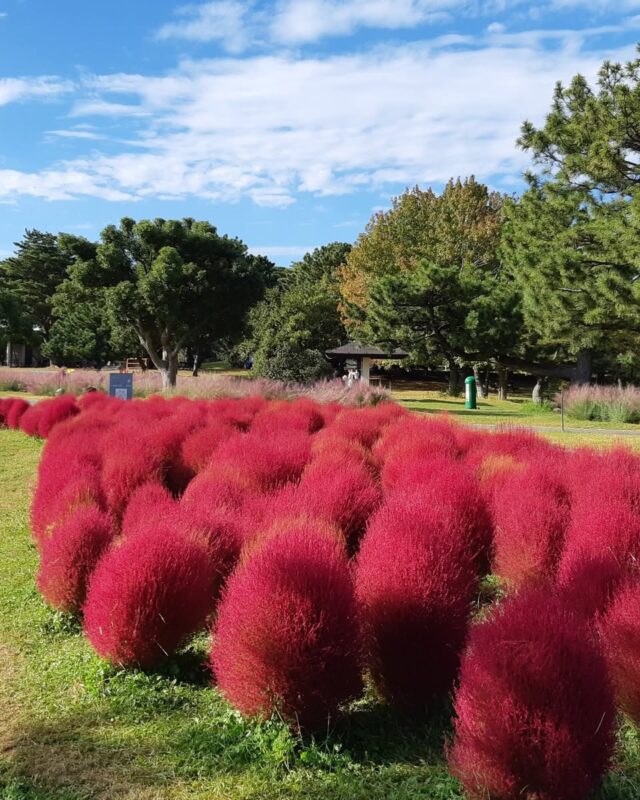 후쿠오카 우미노나카미치 해변공원 가을 축제에서 붉게 물든 코키아